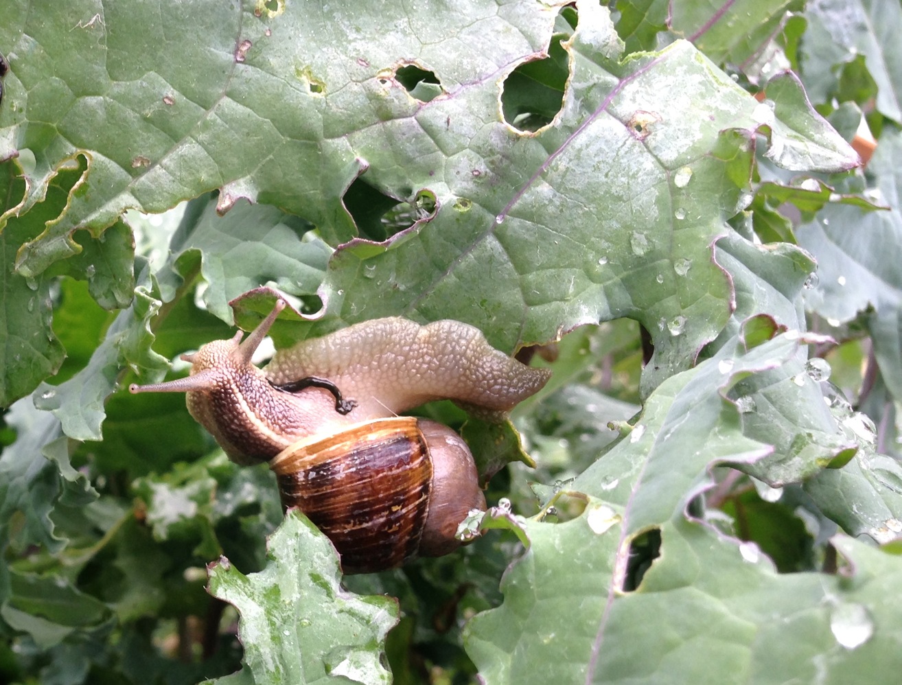 Snail rancher raising 'the original slow food' at Quilcene escargotiere