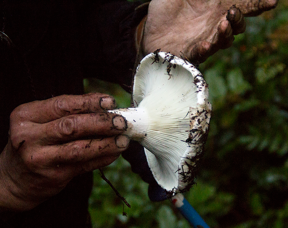 Mushroom foraging 101 Where to look and what to look for in western